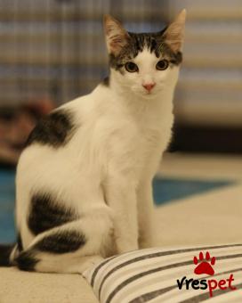 Ράτσα: Άγνωστο - Ημίαιμο | Ηλικία: 6 μηνών | Φύλο: Θηλυκό | Αρ. Microchip: - | Περιοχή: Νέα Σμύρνη, Αττική